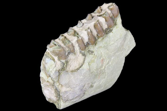 Oreodont (Merycoidodon) Jaw Section - South Dakota #128110